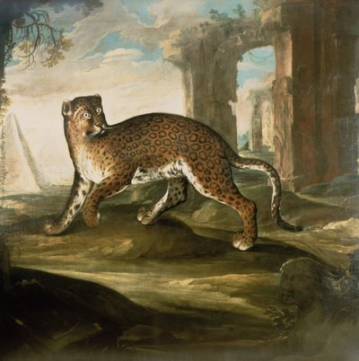 Ein Jaguar von Andrea the Elder Scacciati